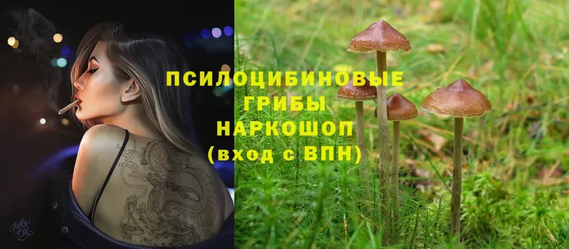 купить наркотик  Бобров  Псилоцибиновые грибы Cubensis 